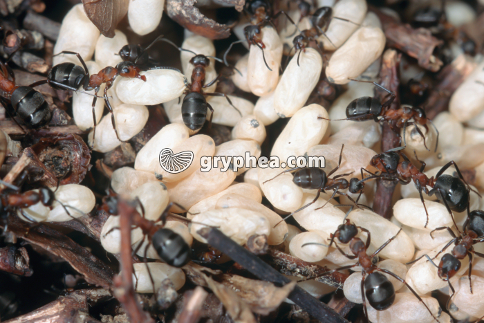 Fourmis rousses - Couvain dans une fourmilière (Formica rufa) - gryphea.com